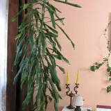 Długa, zwisająca dracena, której kwiaty są trujące, rośnie obok okna. Na ścianie wisi obraz i pnącze.