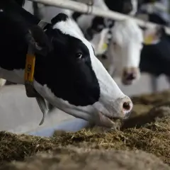 Krowy jedzące paszę na fermie. To obraz polskiego rynku mleka, gdzie dbałość o zwierzęta jest kluczowa.