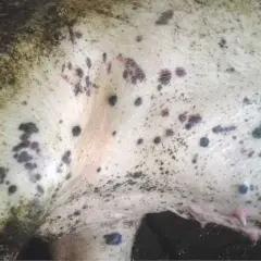 Skóra zwierzęcia z licznymi ciemnymi plamami i wybroczynami, mogącymi być objawami ASF.