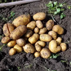 Świeżo wykopane ziemniaki leżą na ziemi. To znak, że nadszedł czas, kiedy zbierać ziemniaki, by cieszyć się ich smakiem.