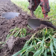 Pług odwraca ziemię, pokazując, jak ustawić przedpłużki w pługu, by orka była efektywna.