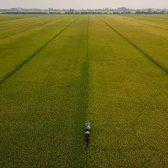 Dwie osoby idą przez rozległe, zielone pole, gdzie rośnie ryż. W oddali widać drzewa i budynki.