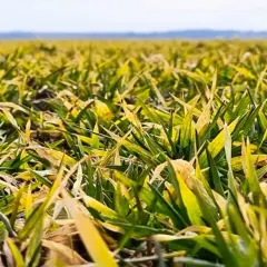 Pole jęczmienia z widocznymi objawami żółtej karłowatości. Liście są zielono-żółte, niektóre brązowe, a rośliny są wyraźnie niższe.