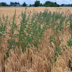 Zielony ostrożeń polny przebija się przez złote łany zboża, tworząc kontrastową mozaikę natury.