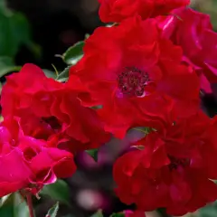 Kwitnące, karmazynowe róże rabatowe zachwycają. Pamiętaj, co ile sadzić róże rabatowe, by stworzyć bujne kwitnienie.