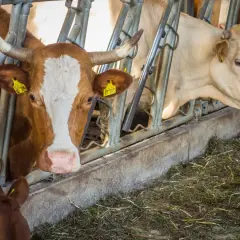 Bydło opasowe w oborze, przygotowane do odrobaczania. Krowy z kolczykami w uszach patrzą w obiektyw.