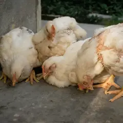 Stado kurcząt, niektóre wyglądają na osowiałe, być może to początek pomoru drobiu.
