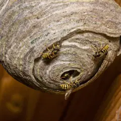 Kilka os krząta się przy wejściu do swojego papierowego gniazda.