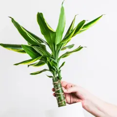 Dłoń trzyma dracenę z zielono-żółtymi liśćmi. Czy dracena jest trująca? Ta roślina domowa jest bezpieczna dla zwierząt i ludzi.