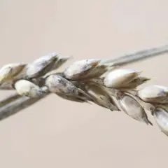 Kłos zboża, na którym widać ślady porażenia przez tiofanat metylowy, z ziarnami w odcieniach beżu i szarości.