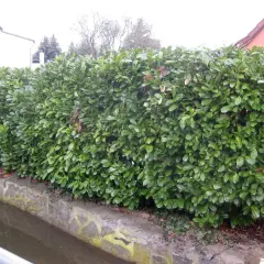 Gęsty żywopłot z zielonej laurowiśni odmiany, rosnący nad kanałem, tworzy naturalną barierę.