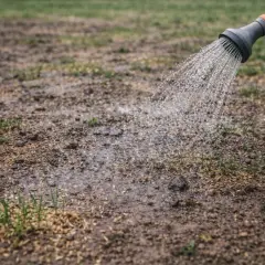 Podlewanie świeżo zasianej trawy. Woda z konewki nawadnia ziemię z nasionami, co jest kluczowe, kiedy siać trawę.