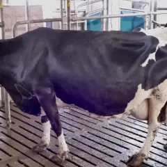 Krowa z widocznym zapadnięciem boku, co może sugerować problem z żwaczem. Jak ruszyć żwacz u krowy?