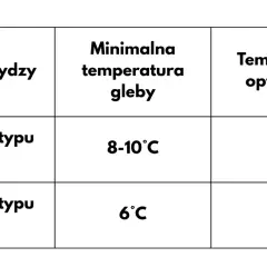 Tabela pokazuje, kiedy się sieje kukurydzę: odmiany DENT potrzebują 8-10°C gleby, a FLINT 6°C.