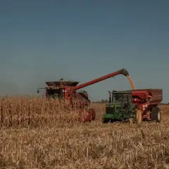 Kombajn zbożowy typu bizon bs zbiera kukurydzę, wysypując ją do przyczepy ciągnika.