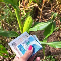 Dłoń z banknotami 20 i 50 zł na tle łanu kukurydzy. Czy to już wiadomo, ile jest dopłaty do hektara?