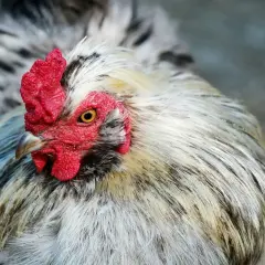 Głowa koguta z czerwonym grzebieniem i żółtym okiem. Jego pióra są białe i czarne, jakby miały wszy kurze.