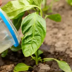 Podlewanie młodej papryki płynnym nawozem z gnojówki z obornika granulowanego.