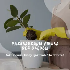 Przesadzanie fikusa: ręce w żółtych rękawiczkach wyjmują roślinę z bryłą korzeniową. Jaka ziemia do fikusa będzie najlepsza?