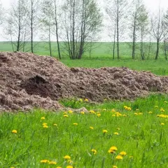 Duża kupa podłoża popieczarkowego na zielonej łące, wśród żółtych mniszków lekarskich. W tle widać rzędy drzew.