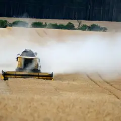 Żółta maszyna rolnicza w akcji, kiedy kosi się rzepak, wzbijając tumany kurzu na złotym polu.