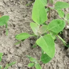 Młode chwasty w ziemniakach, zielone listki z białymi kropkami na piaszczystej glebie.