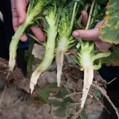 Dłonie trzymają przecięte łodygi rzepaku z korzeniami. Widać biały, soczysty przekrój łodygi i drobne korzonki.