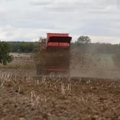 Rozrzutnik rozsypuje obornik na polu. Nawożenie obornikiem można stosować bezpośrednio przed uprawą, przygotowując ziemię na nowy sezon.