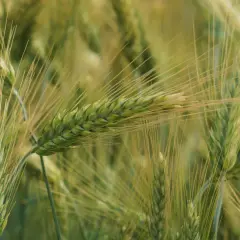 Zielone kłosy pszenżyta, idealnego na słabe gleby, w zbliżeniu. Długie, cienkie źdźbła tworzą gęste pole.