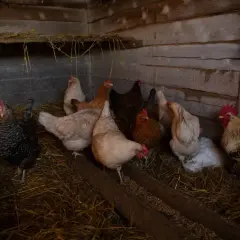 W kurniku trwa hodowla kur. Widać kilka kur o różnym umaszczeniu, w tym koguta. Ptaki stoją na słomie.