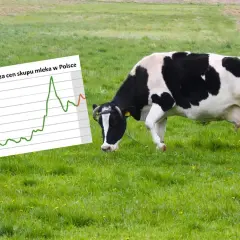 Krowa na łące obok wykresu prognozującego ceny mleka w skupie. Wykres pokazuje zmienność cen.