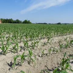 Młoda kukurydza na polu, w tle kościół. Zastanawiamy się, ile azotu pod kukurydzę będzie optymalne dla tego pola.