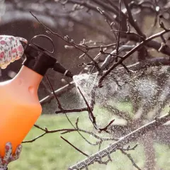 Ręce w rękawiczkach z kwiatowym wzorem trzymają pomarańczowy opryskiwacz, rozpylając płyn na gałęzie drzewa. Czy można pryskać rano? Tak, to dobry czas na ochronę roślin.