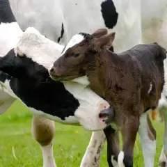 Matka krowa czule przytula cielę. Czas ciąży u krowy to ok. 9 miesięcy, podobnie jak u ludzi.