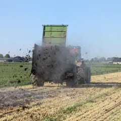 Traktor z przyczepą rozsypuje obornik na polu. To ważny termin wywozu obornika, przygotowujący ziemię do kolejnych upraw.