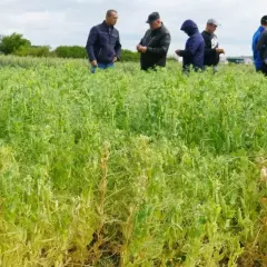 Rolnicy oceniają plon grochu na hektar na poplon. Widać strąki i zielone łodygi.