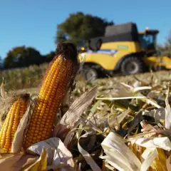 Dwa dojrzałe kłosy kukurydzy na pierwszym planie, w tle żółta maszyna rolnicza. To piękny sezon na kukurydzę!