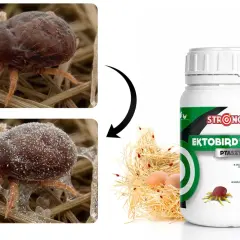 Makro zbliżenie na ptaszyńca kurzego, pasożyta zagrażającego ptakom. Obok butelka preparatu Ektobird 200.