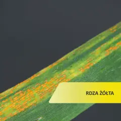 Liść zboża z pomarańczowymi plamkami, objaw choroby rdza żółta.