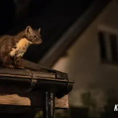 Kuna na dachu nocą. Zastanawiasz się, co odstrasza kuny? Ten sprytny drapieżnik szuka schronienia, ale są sposoby, by go zniechęcić.