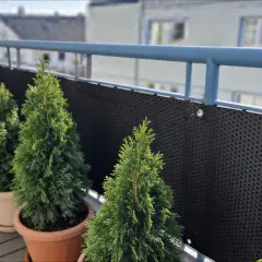 Rząd tuj w donicach na balkonie. Zastanawiasz się, jak wysokie mogą być tuje przy płocie? Te młode drzewka dopiero zaczynają rosnąć.