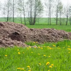 Ogromna kupa podłoża popieczarkowego na polu, gotowa do rozwiezienia. Ile na hektar? To zależy od potrzeb uprawy.
