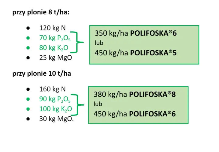 Zalecenia nawożenia pszenicy: przy plonie 8 t/ha potrzebne jest 70 kg P₂O₅, a przy 10 t/ha 90 kg P₂O₅.