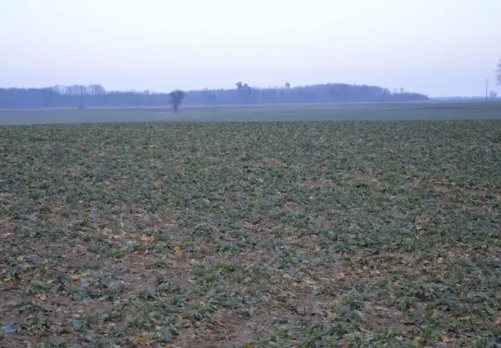 Pole z młodym rzepakiem, który nie jest zbożem. W tle las i zachmurzone niebo.