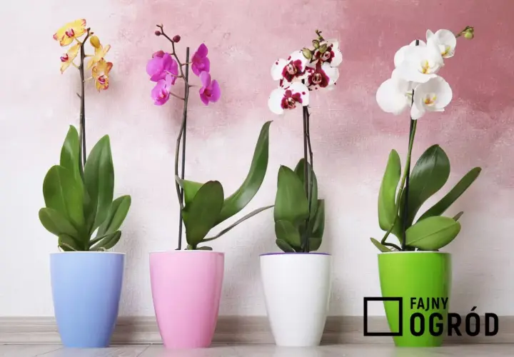 Cztery piękne storczyki odmiany Phalaenopsis w pastelowych doniczkach: żółty, różowy, biało-bordowy i biały.