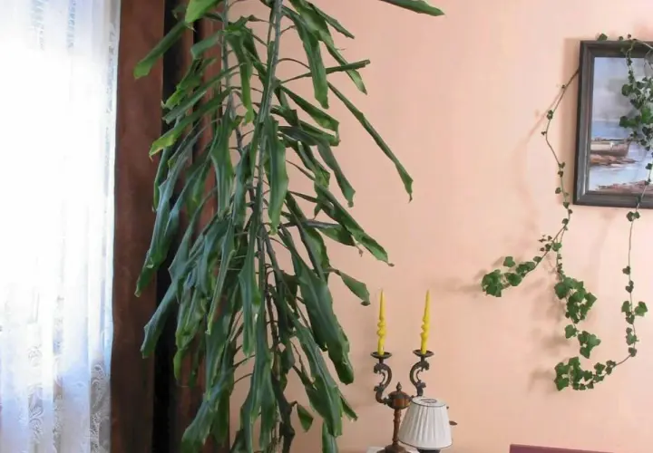 Długa, zwisająca dracena, której kwiaty są trujące, rośnie obok okna. Na ścianie wisi obraz i pnącze.