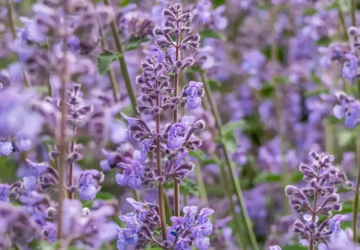 Zbliżenie na fioletowe kwiaty kocimiętki, gotowe do przycinania. W tle widać więcej kwitnących pędów.
