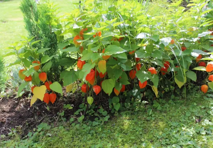 Krzew miechunki jadalnej z licznymi pomarańczowymi lampionami owocowymi, otoczony zielenią i trawą.