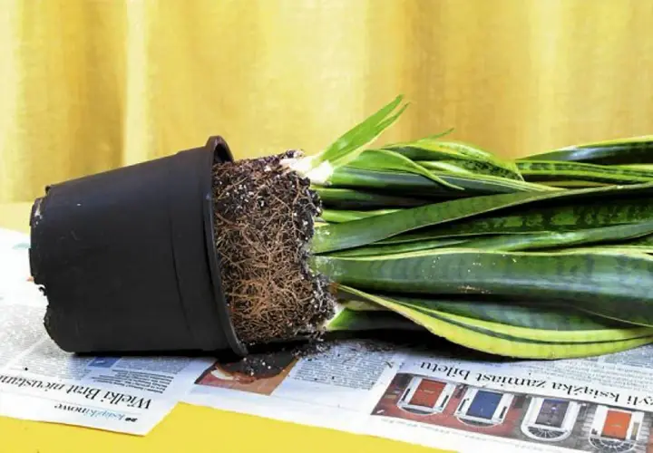 Zbyt duży korzeń w doniczce? Sprawdź, kiedy przesadzać kwiaty doniczkowe kalendarz.