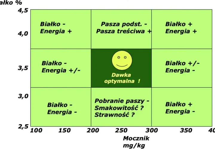 Tabela przedstawia przykładowe dawki pokarmowe dla krów mlecznych, uwzględniając białko, energię i mocznik.